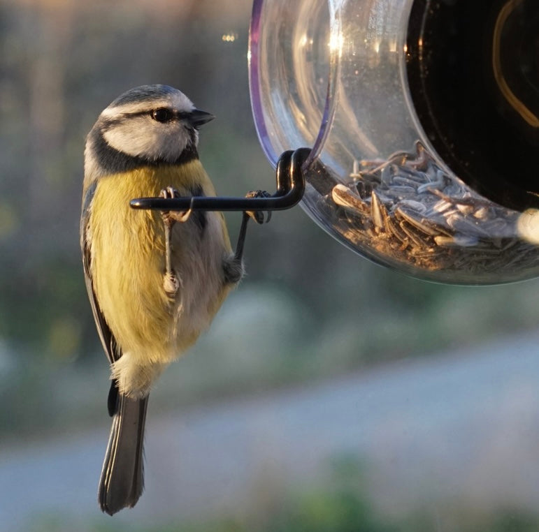 Vogelfutterhaus für das Fenster "Birdfeeder", Born in Sweden
