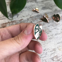 Pin Emaille „monstera adansonii variegata Blatt“, plantyintroverts
