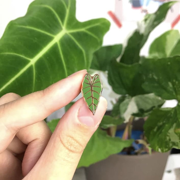 Pin Emaille „Alocasia Frydek“, plantyintroverts